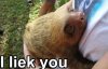sloth-meme-i-liek-you.jpg
