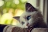cutest-cats-large-msg-134704090282.jpg
