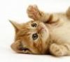 upload_2016-5-4_16-37-43.jpeg