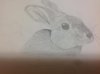 Cute Rabbit.jpg
