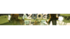 Azdog banner.png