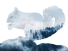 DE squirrel.png