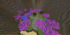 SN-SH5.png
