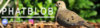 Dove2Banner.jpg