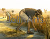 Farmer 5.jpg