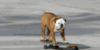 42E6EC26FE3931DEB4C997A98026DD1E.gif