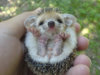 cute-baby-animals-13.jpg