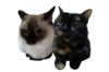 Catto Commission.png