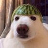 17b61e917fbe649f39ca7ca4ad923984--so-funny-funny-shit.jpg