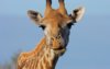 giraffe-facts-1.jpg