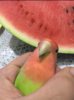 watermelon.jpg
