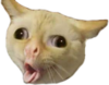 541613054220304405.png