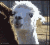 alpaca.gif