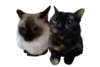 Catto Commission.png
