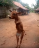 2legs.png