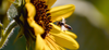 Bee.png