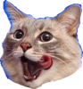 pogcat.png