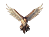 Vulturemc1 censored.png