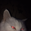 pfp 1 (1).png