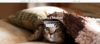 upload_2019-8-2_20-14-47.png