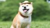 Shiba-Inu-2.jpg