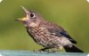 540x340-found-a-bird-450x283.jpg