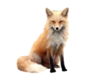 Fox.png