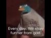 stray.jpg