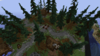 Spruce Forest (3).png