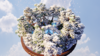 snow.png