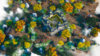 WONDERLAND 1.jpg