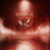 black cat red background.jpg