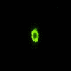 Comp-2_00000.gif
