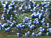HeightVarA2-486.png