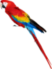 parrot.png