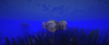 unknown[1].png