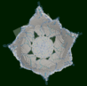 Flower2.PNG