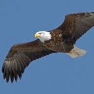 Eagle_9977