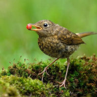 birdseed