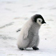 aaww