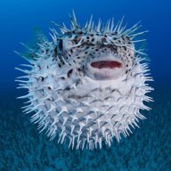 AwesomeFishh