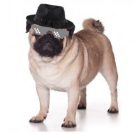 ShadowlessPug