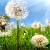 Dandelion