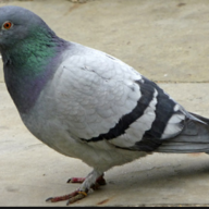 pidy