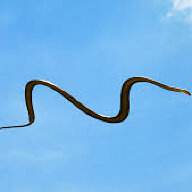 FlyingSnake