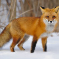 LordFoxxie