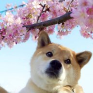 Zov