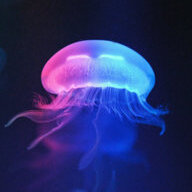Jellybob2016