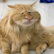Oreno