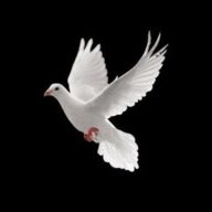 Duif